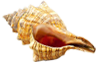 shell