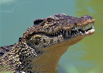 crocodile
