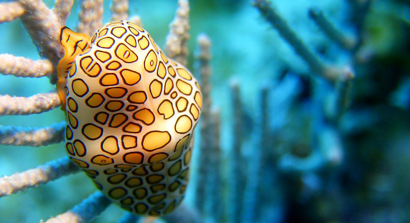 Maria La Gorda diving